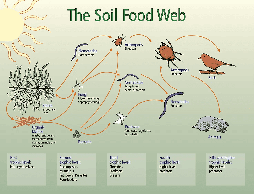 the soil food web